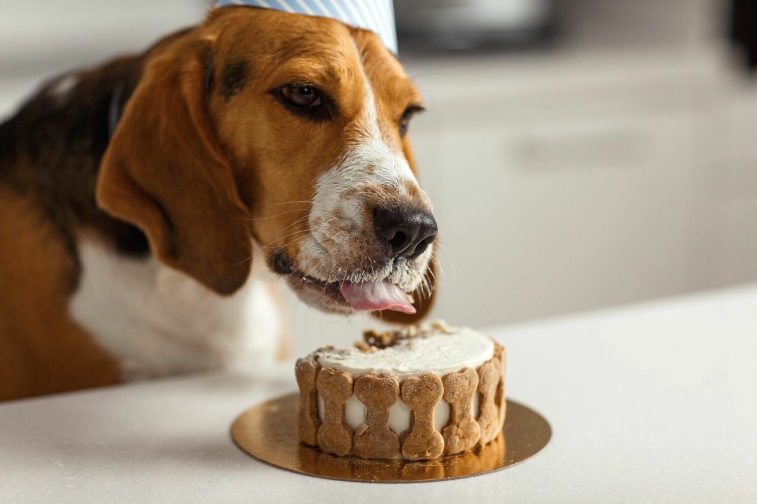 Hundekuchen backen: Drei leckere Rezepte | zooplus