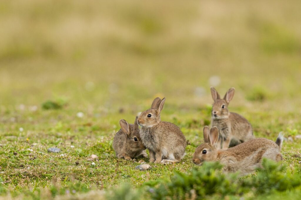 Eine Gruppe kleiner Kaninchen auf einer Wiese Rudel kleiner Kaninchen