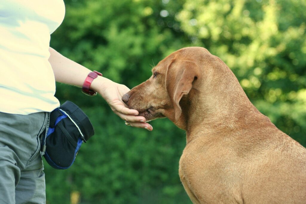 Ein Hund wird beim Mantrailing belohnt. Belohnung Snack Hund Mantrailing