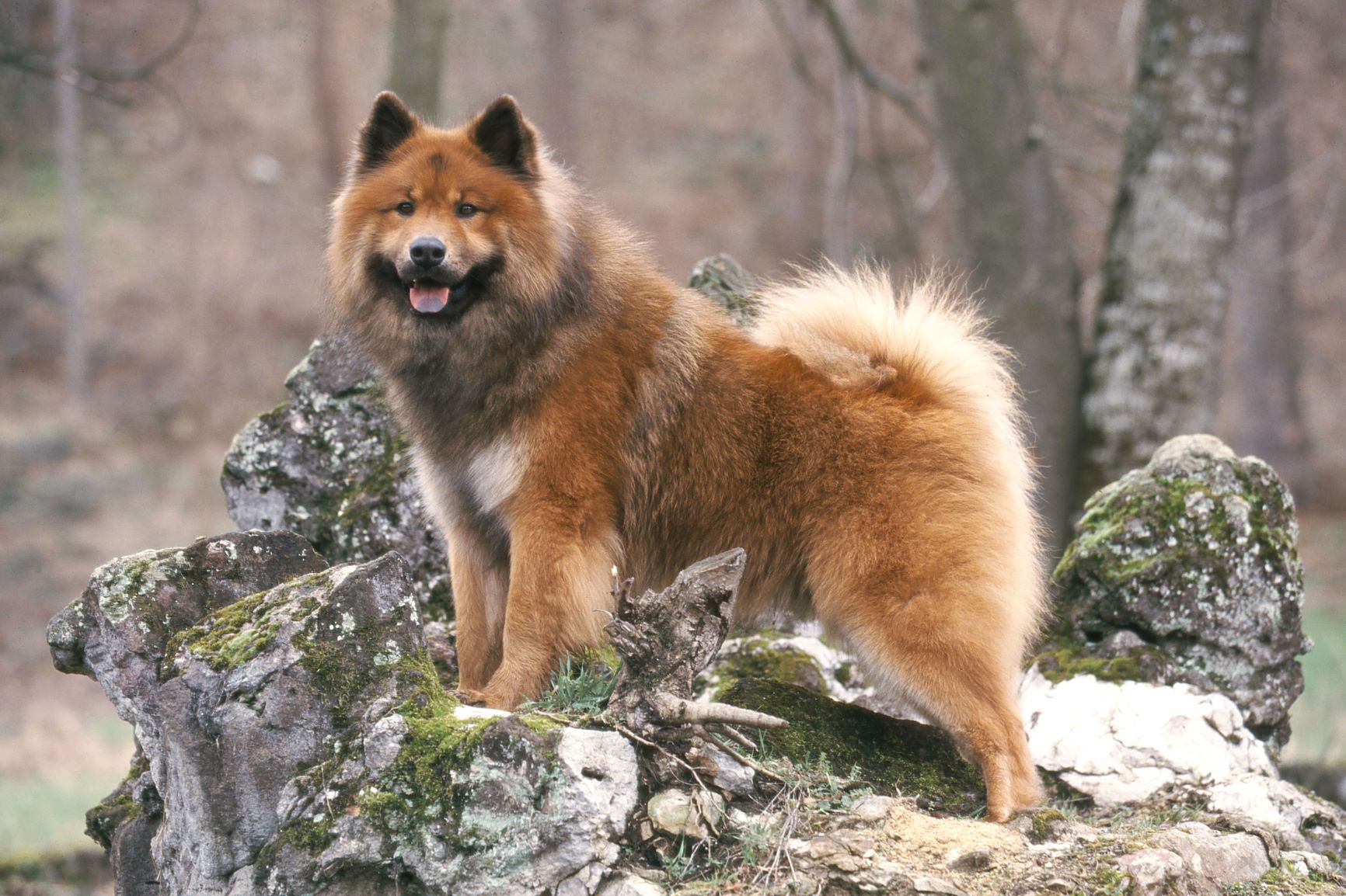 Eurasier (Hund): Charakter, Größe, | zooplus Magazin
