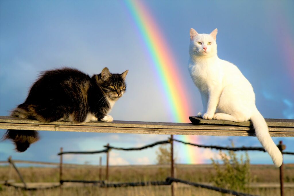 Zwei Katzen sitzen auf einem Zaun, im Hintergrund ein Regenbogen Zwei Katzen auf Zaun vor Regenbogen