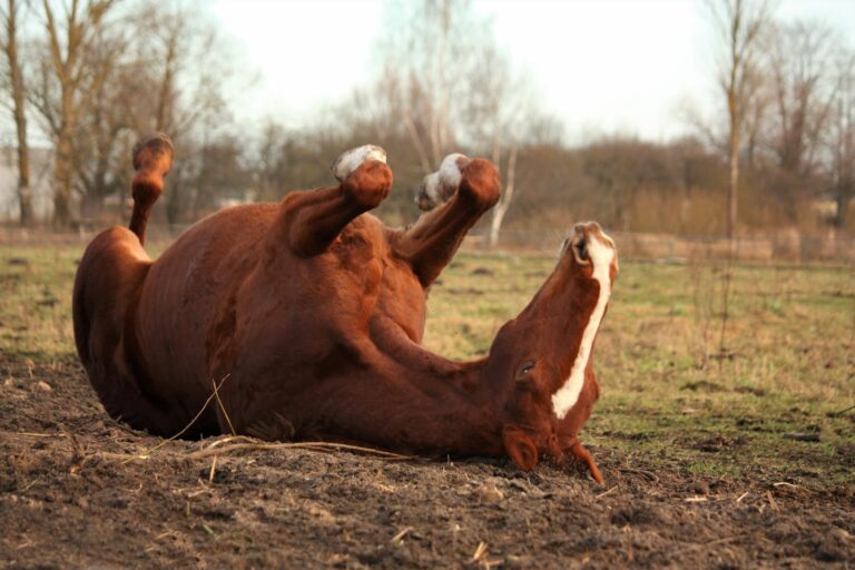 Magengeschwür beim Pferd in Rückenlage