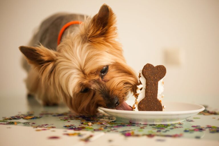 Ein Yorkshire Terrier frisst einen Hundekuchen vom Teller hund frisst hundekuchen von tisch