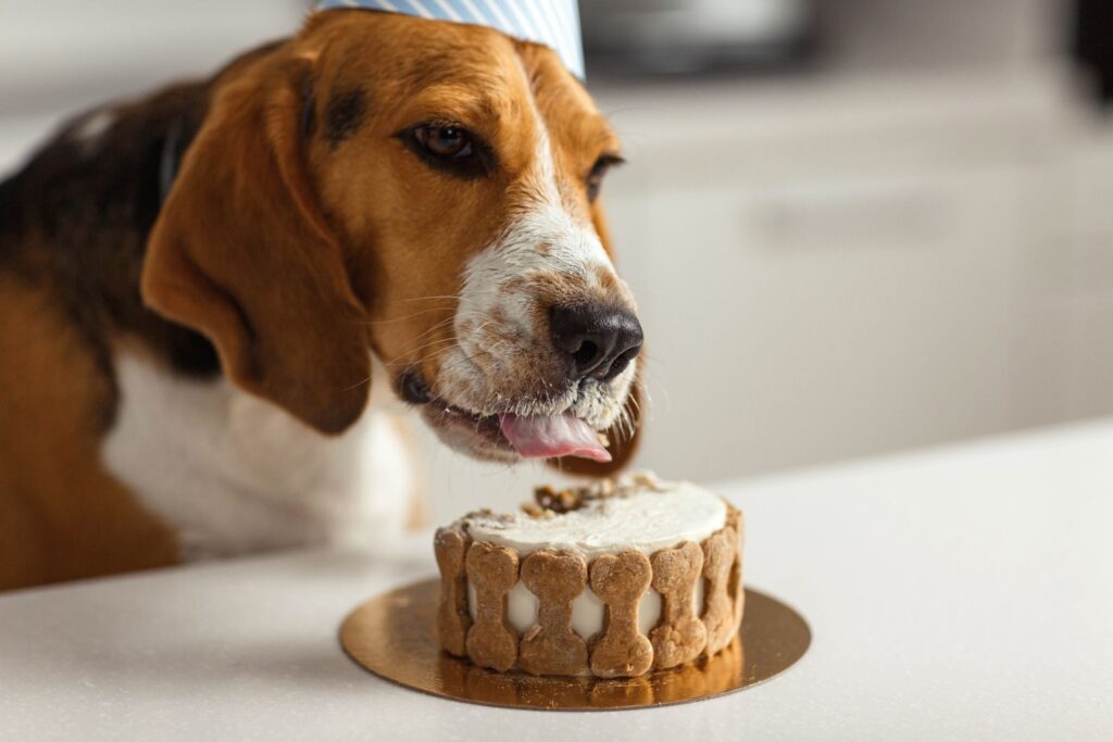 hund mit partyhund frisst kuchen