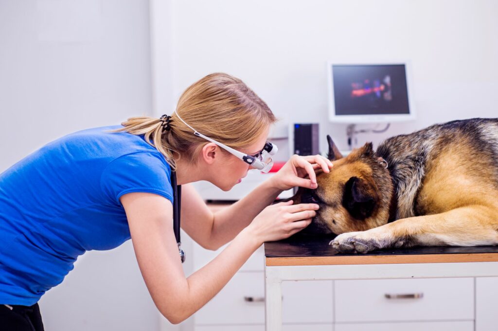 Eine Tierärztin untersucht das Auge eines Schäferhundes Tierärztin bei Augenuntersuchung eines Schäferhunds