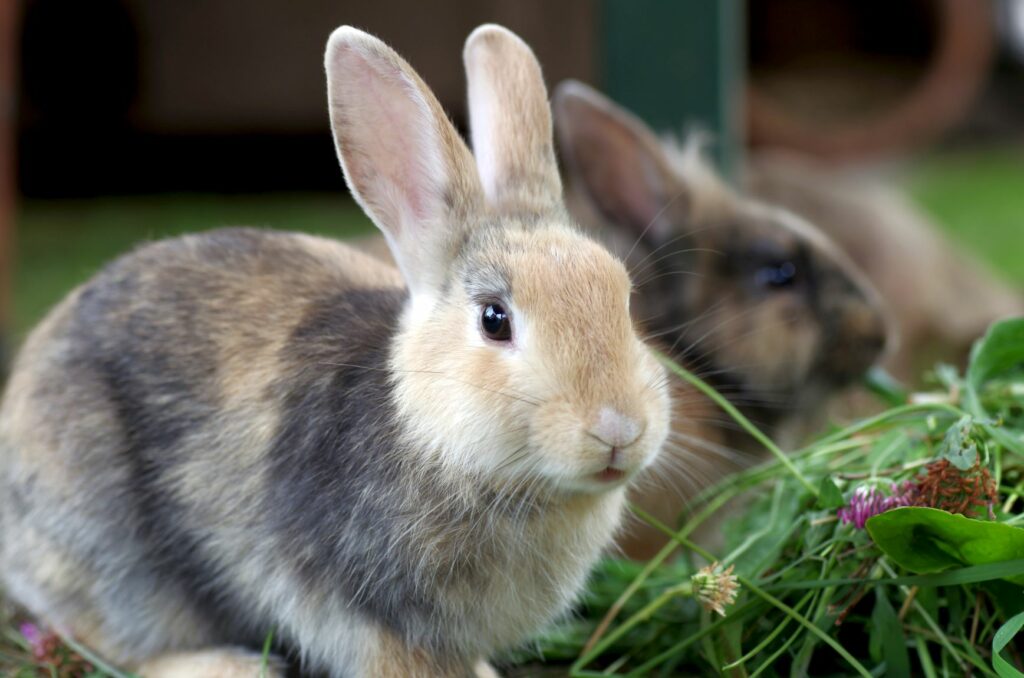 Kaninchen Nach Kastration Wie Lange Ohne Streu Kaninchen kastrieren: Behandlung, Vorteile & Kosten | zooplus