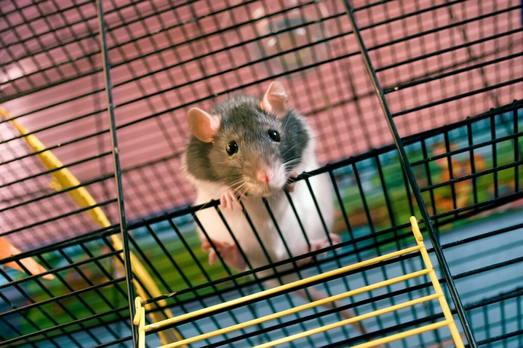 Ratte klettert