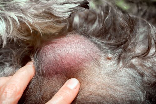Lipom beim Hund Gefährlichkeit, Symptome & Therapie zooplus