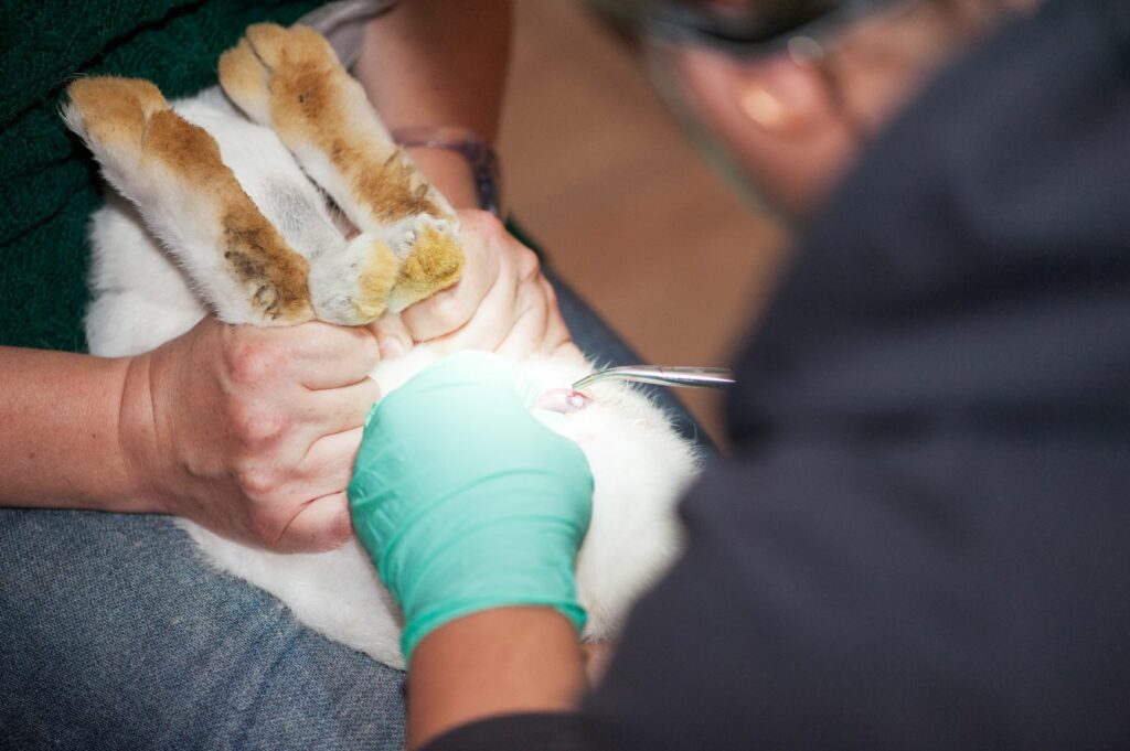 Kastration eines Rammlers durch einen Tierarzt Männliches Kaninchen kastrieren
