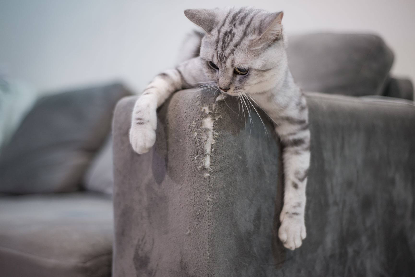 Hilfe, meine Katze kratzt am Sofa! Was tun?