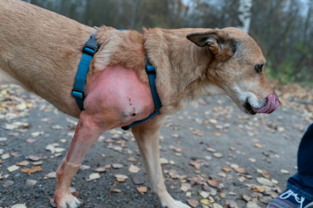 Heilende Wunde beim Hund