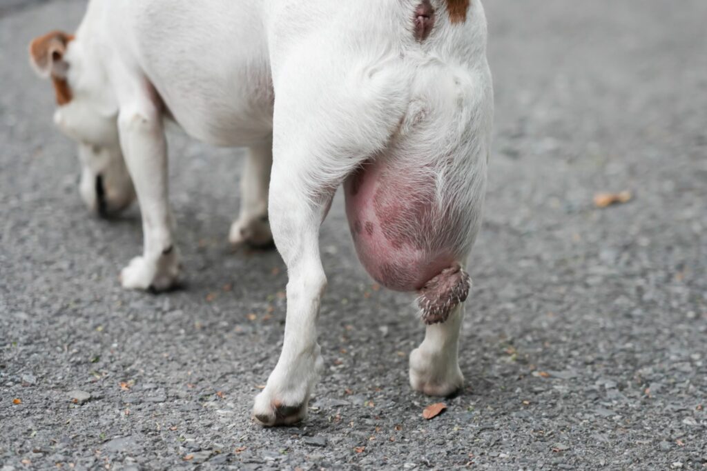 Jack Russel mit großem Lipom