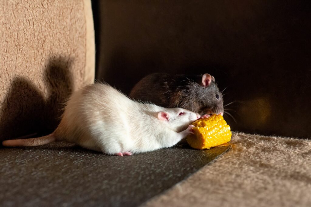 Ratten fressen Mais Ratten fressen Mais