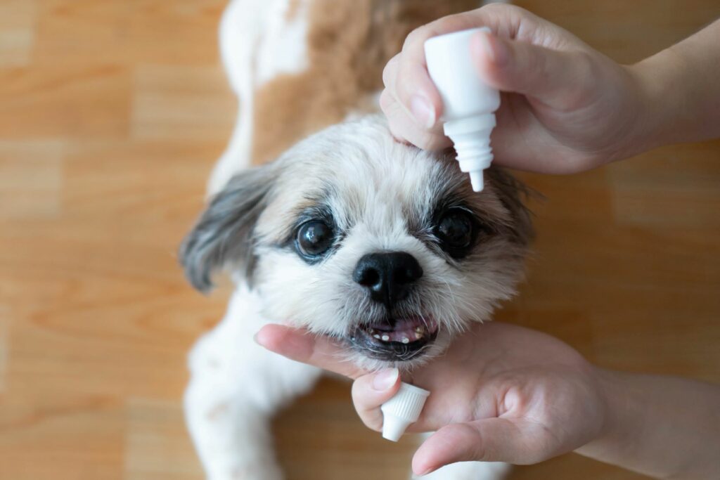 Ein kleiner Hund bekommt Augentropfen in ein Auge kleiner hund bekommt augentropfen