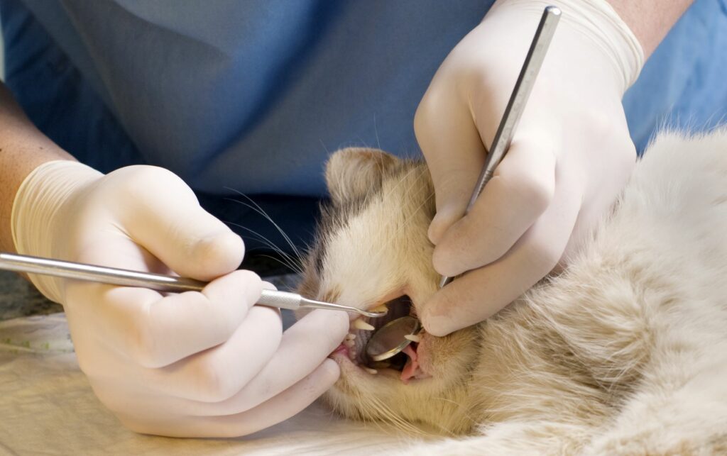 Tierarzt untersucht eine Katze auf Zahnfehlstellung Zahnfehlstellung bei der Katze