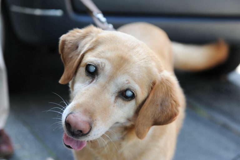 Blinder Hund an leine vor auto