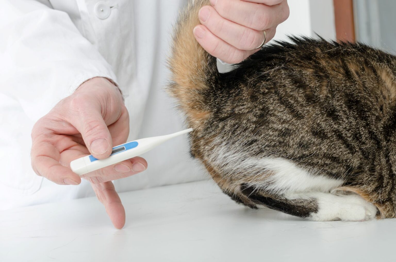 Die K rpertemperatur Der Katze Was Ist Normal Zooplus