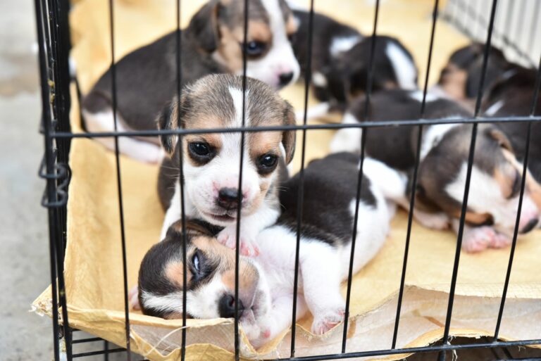 illegaler welpenhandel mit beagle