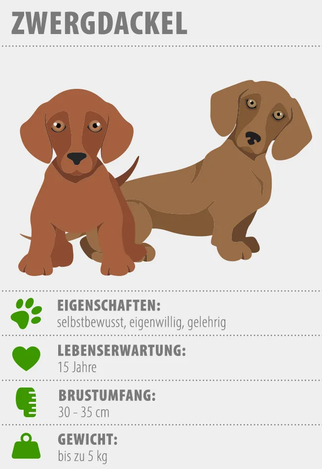 Zwergdackel