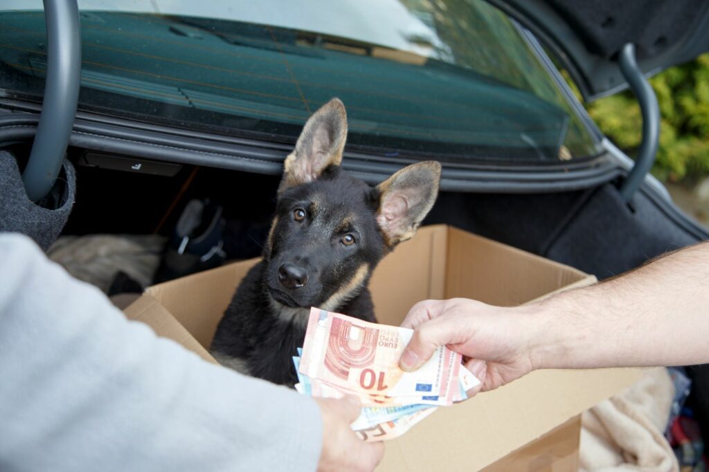 illegaler hundeverkauf aus kofferraum