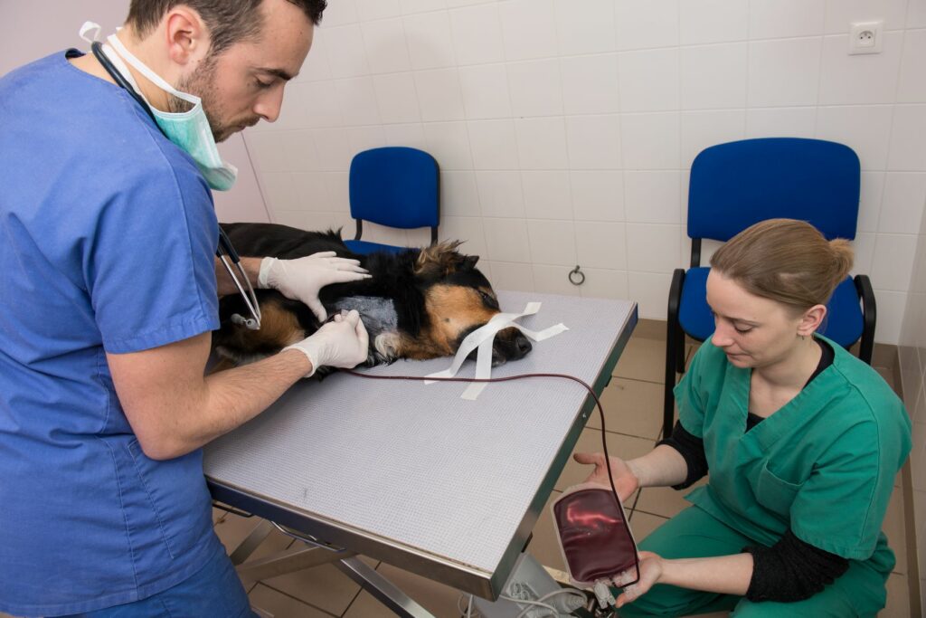 Tierärzte führen Blutspende beim Hund durch Blutspende Hund