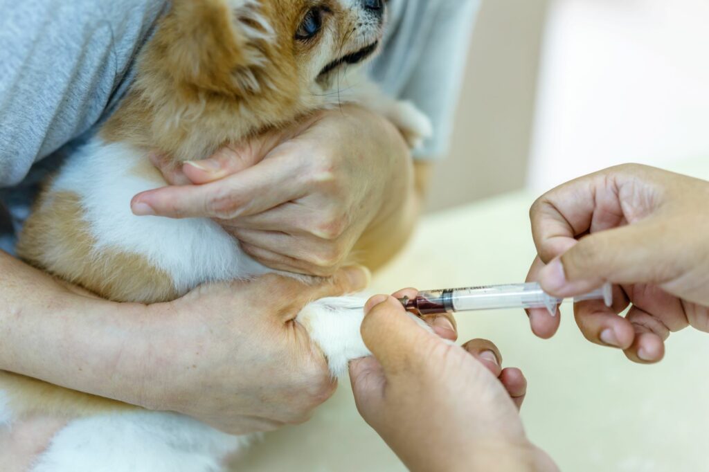 Blutspende für den Hund Voraussetzungen & Ablauf zooplus