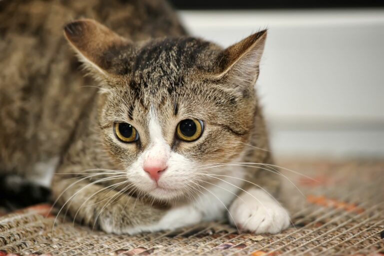 Katzenpsychologie für Katze