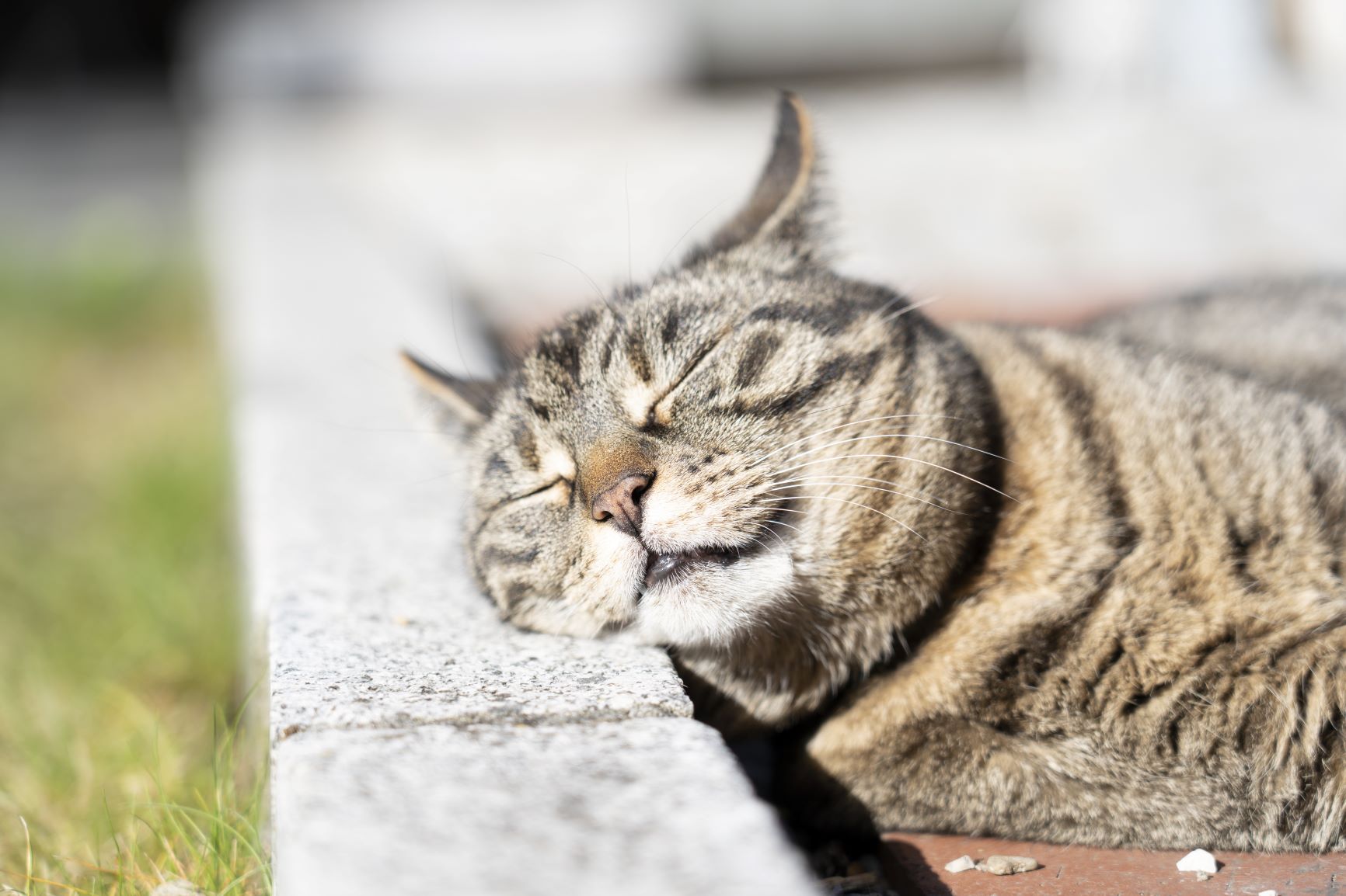 Kann eine Katze Sonnenbrand bekommen?