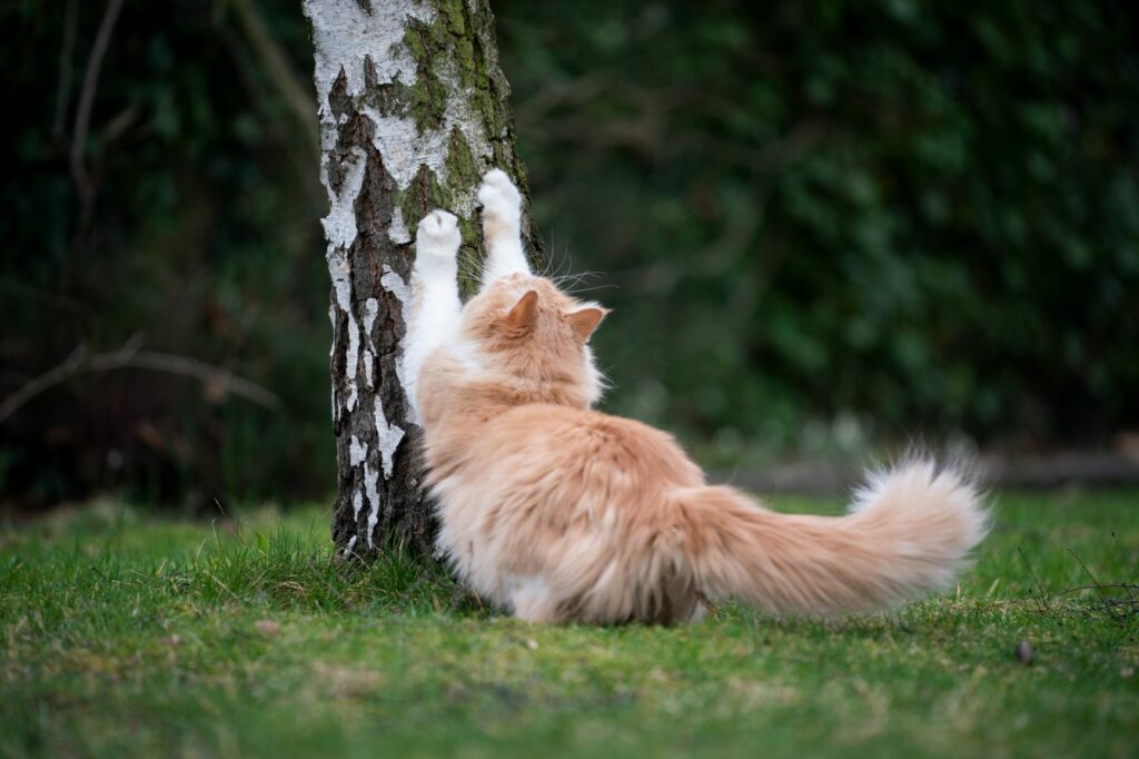 Katze kratzt an einem Birken-Baumstamm Katze kratzt am Baumstamm