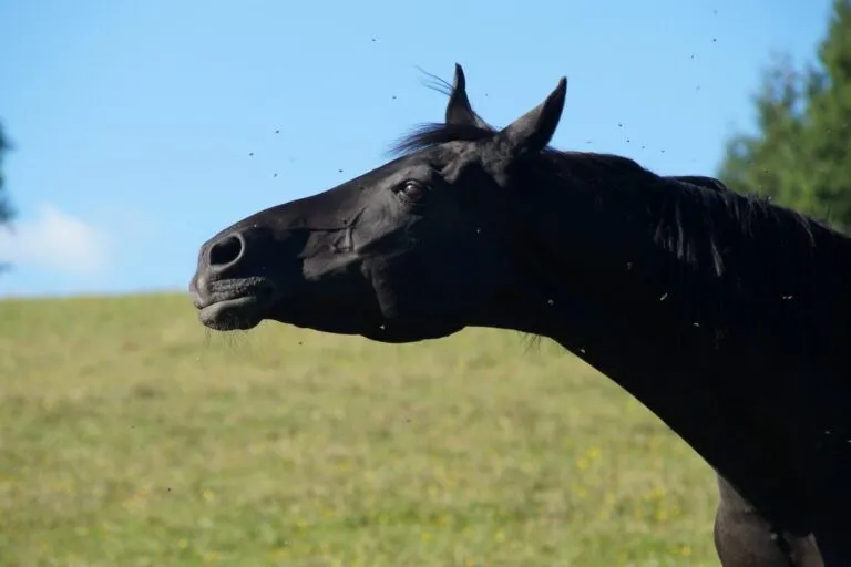 Sommerekzem beim Pferd wegen Fliegen
