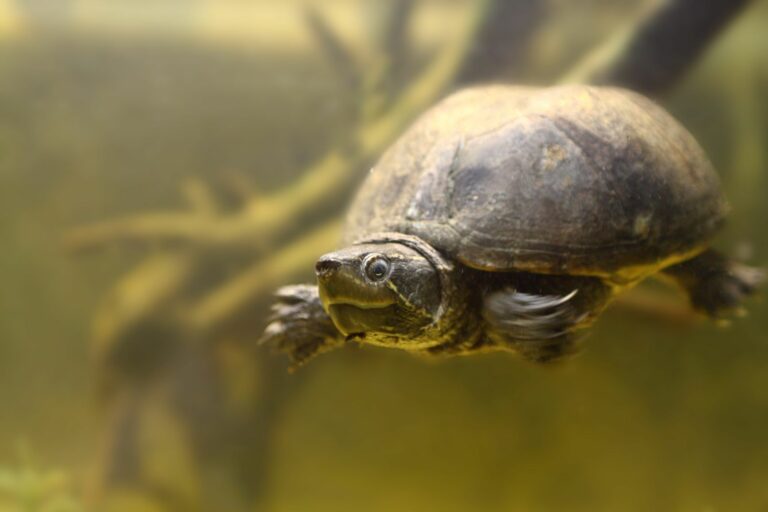 Moschusschildkröte im Aquarium