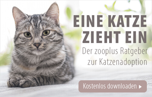 Banner zum Katzen Adoptionsratgeber von zooplus