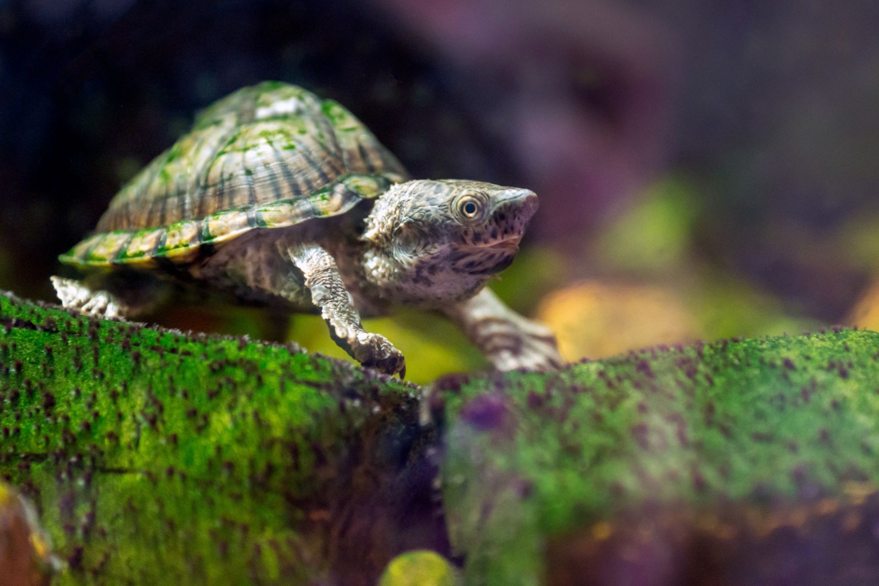 Moschusschildkröte (Sternotherus) Haltung & Pflege zooplus