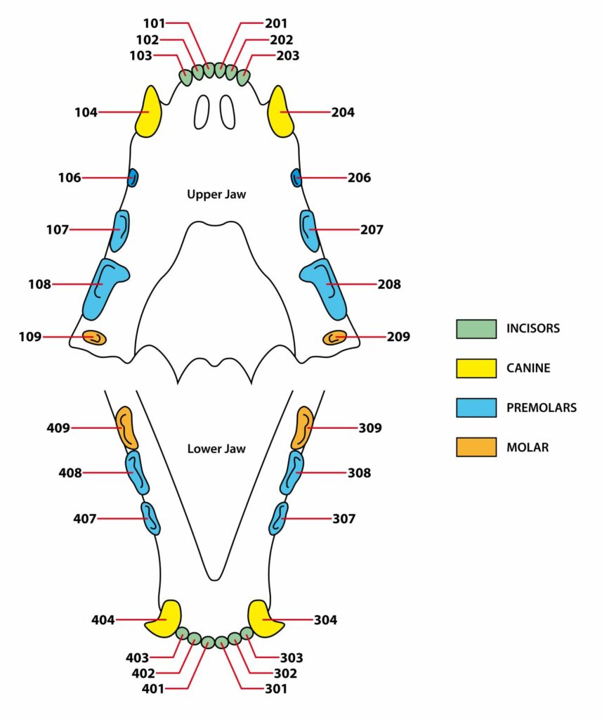 schematische Darstellung des Gebisses einer erwachsenen Katze