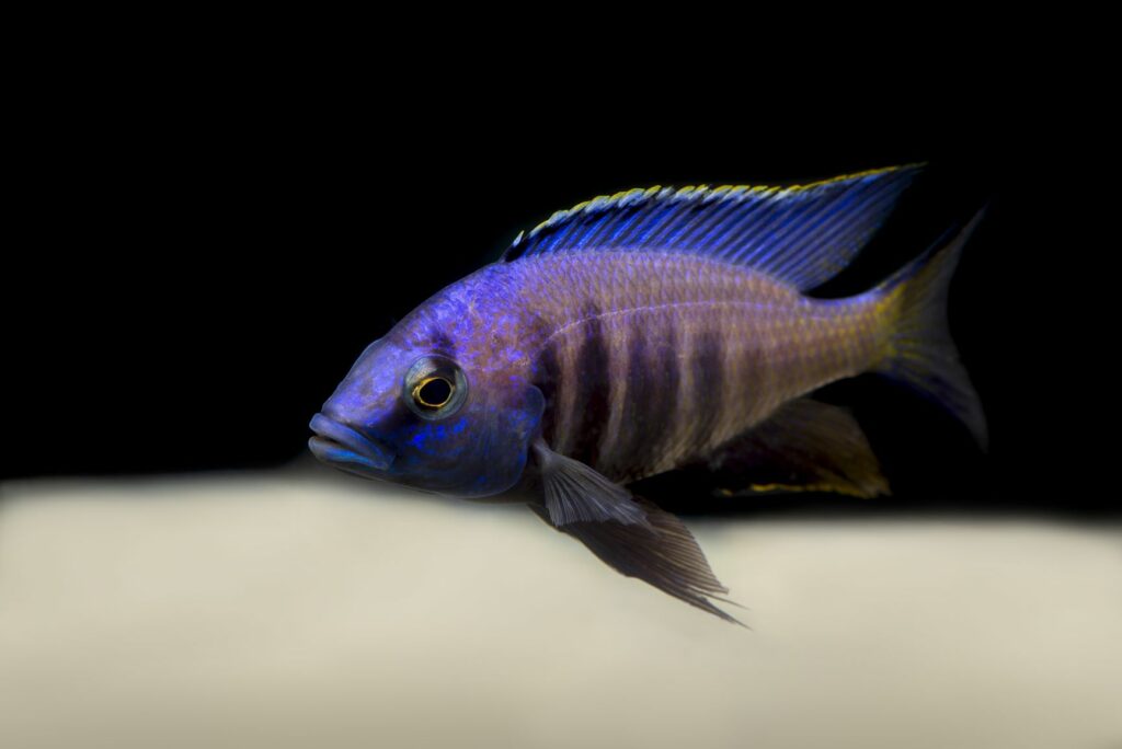 malawi buntbarsch copadichromis azureus