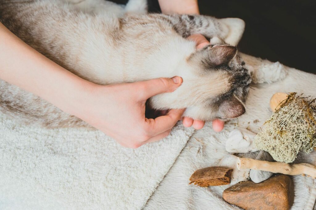 Comment Bien Masser Son Chat Magazine Zooplus