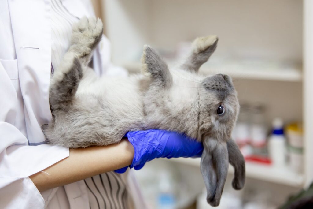 Tierarzt untersucht ein Kaninchen vor der Operation