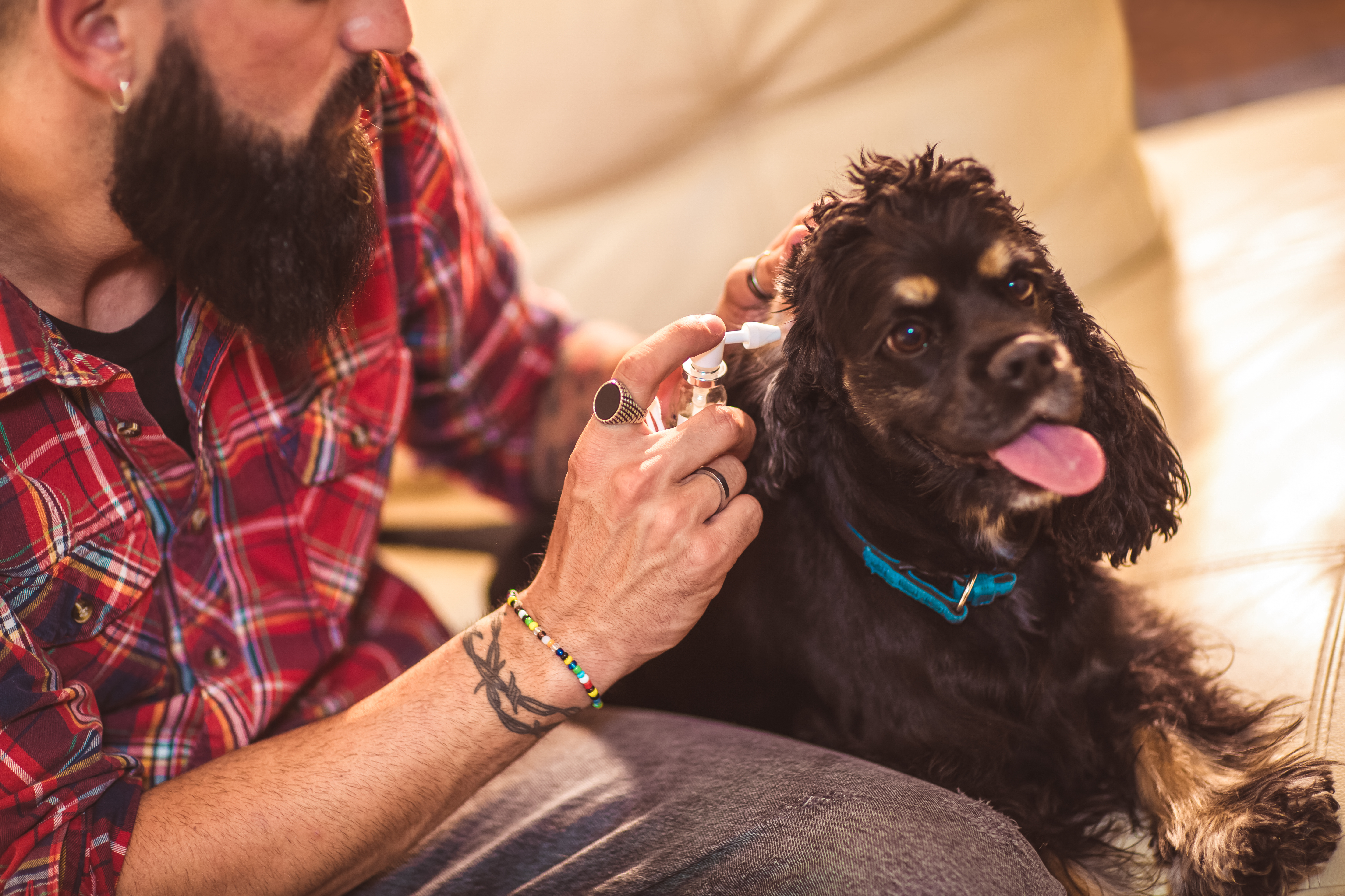 Mann pflegt Hundeohren