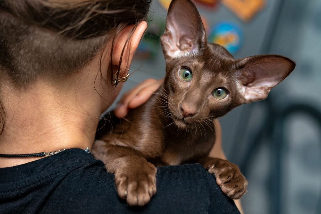 Frau mit brauner Orientalisch Kurzhaar Katze auf dem Arm Frau Orientalisch Kurzhaar Katze