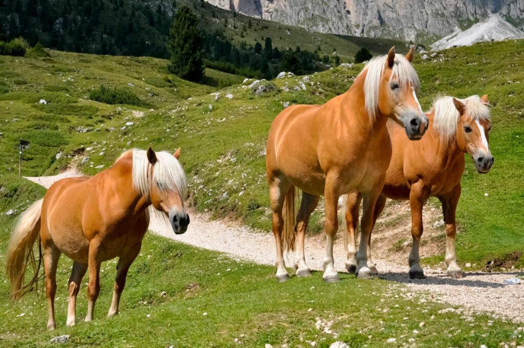 Haflinger im Gebirge