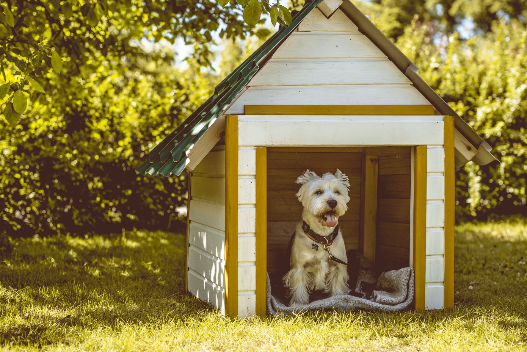 Hundehütte selber bauen: Tipps und Tricks | zooplus