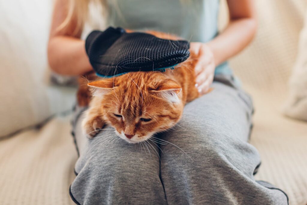 Katze kämmt Fell einer Katze mit einem Fellhandschuh Katze Fellpflege mit Fellhandschuh
