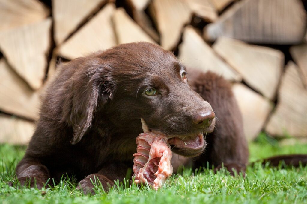 Hund frisst rohes Fleisch