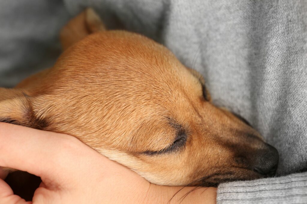 Mensch hält Hund im Arm Hund im Arm