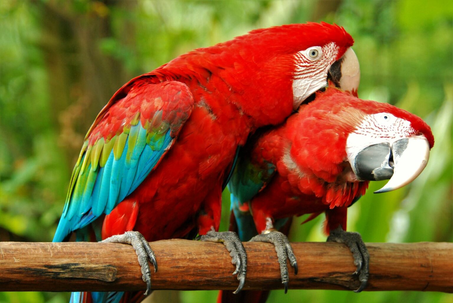 Ara-Papageien 🦜 Aussehen, Charakter &amp; Haltung | zooplus Magazin