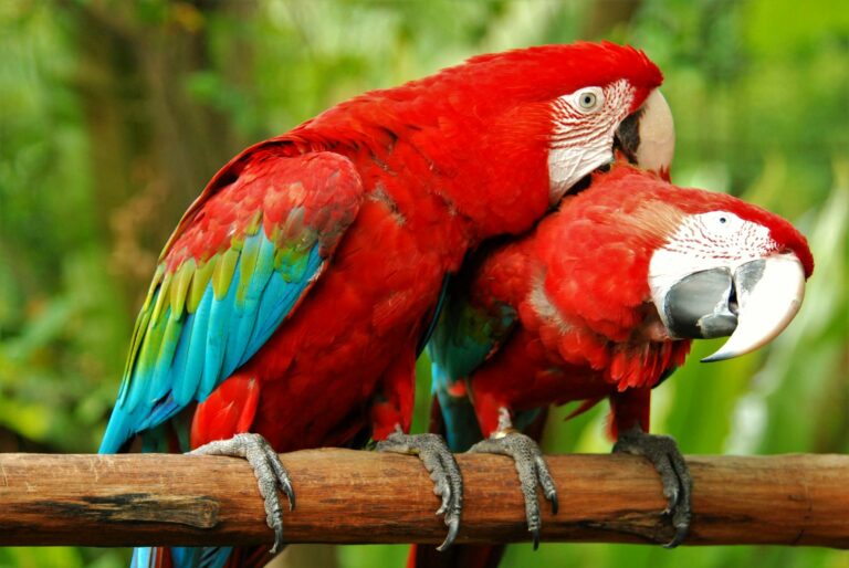 Rote Ara-Papageien auf stange