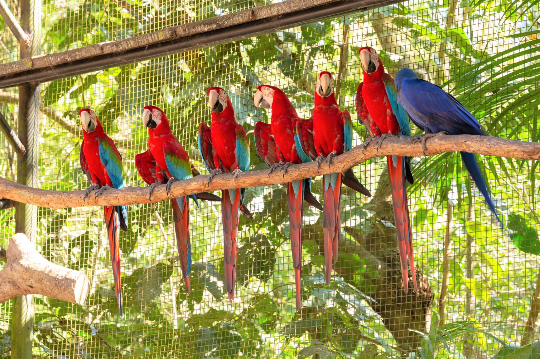 Ara-Papageien 🦜 Aussehen, Charakter &amp; Haltung | zooplus Magazin