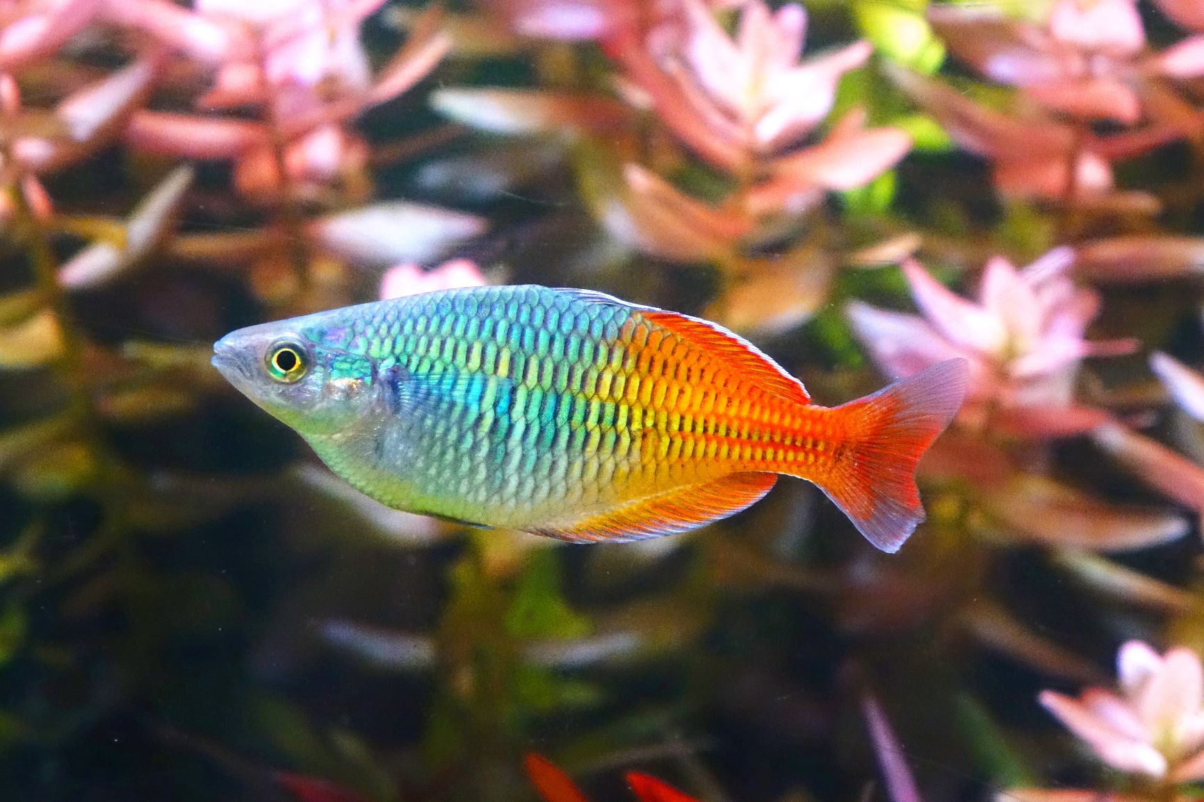 boesemans regenbogenfisch aquarium