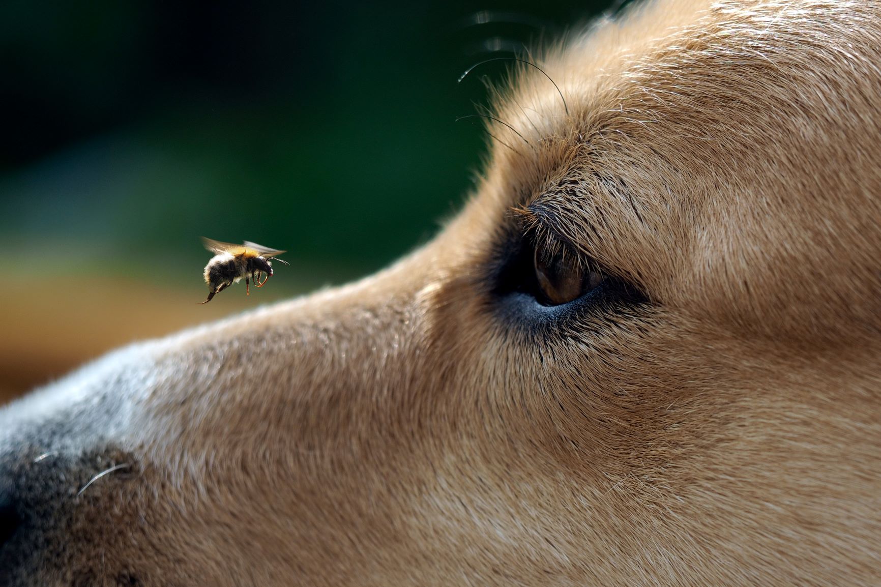 Bienenstich beim Hund Was ist zu tun? zooplus Magazin