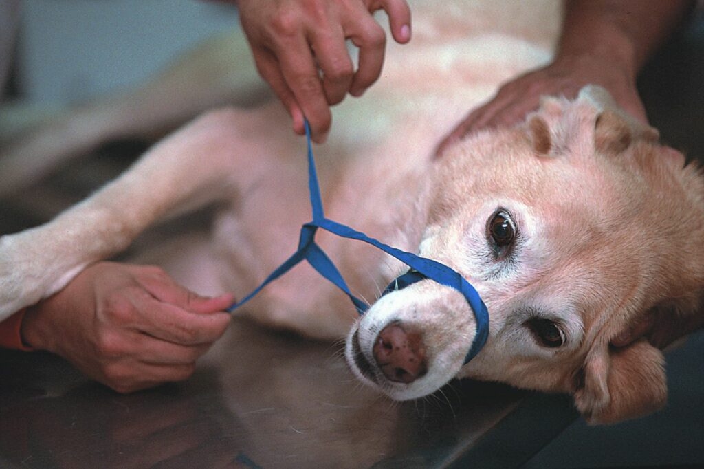 Hund erhält eine Maulschlinge von einem Tierarzt. Hund Maulschlinge Tierarzt